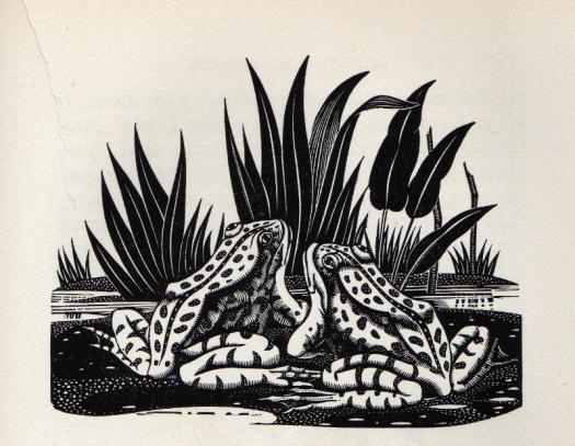 large frogs woodcut
